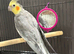 Young male cockatiel with large cage