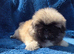 Stunning kc reg pekingese puppies