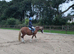 Gorgeous 8 year old 13"2  chesnut mare