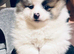 Pomeranian puppy