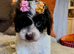 LAST ONE!!! Stunning Curly Toy Cavapoo from health tested parents READY NOW!!