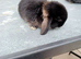 Baby male rabbit