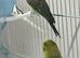 Two females of black wing budgies