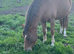 Registered new Forrest gelding