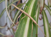 Baby Indian stick insects