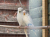 10 budgies to go together