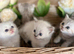 Beautiful kittens