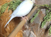 Two female canary