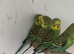 Baby budgies