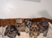 Miniature Russian Pomeranian Puppies Available