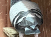 Racer pigeon