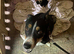 Border collie puppies