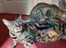 Gentle F4 TICA Registered Full Pedigree girl cat