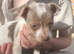 Jack Russell puppies (miniature)