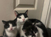 Black and white kittens