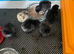 Ayam Cemani chicks day old