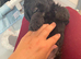 Miniature labradoodle pups