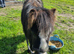 Beautiful little black cob colt