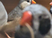 Zebra Finches