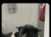 American Akita For Stud Big Beautiful Boy