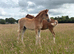 Welsh Sec B filly foal