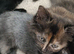 Cat's