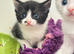 GORGEOUS BLACK & WHITE KITTENS FOR SALE