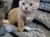 Ready now British Shorthair kittens