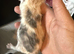 4 beautiful diluted calico ready now