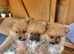 KC Line Pomeranian Puppies – Ready Early May | Vaccinated & Microchipped