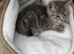 Gorgeous Tabby kittens 9 weeks