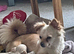 Malchi puppies