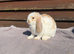 Mini lops