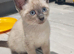 Ragdoll x sphynx last boy left
