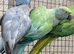 Breeding & pet Mutation Indian Ringneck Parrots