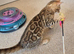 Stunning Pedigree Bengal Kittens