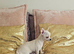 Chihuahua for sale. READY NOW.!