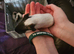 4 baby guinea pigs