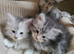 Maine coon kittens