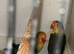 Pair of love birds