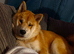 Chow chow cross