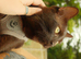 4 beautiful loving kittens