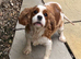 Cavalier King Charles girl for sale