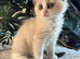Beautiful Ragdoll Kittens Ready Soon