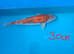Japanese Koi