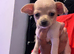 Stunning cutie chihuahua puppies