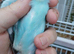 Pair of baby budgies