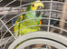Double yellow headed Amazon (male)