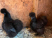 2 black silkie pullets