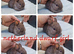 Netherland dwarf babies